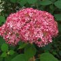Hydrangea arborescens 'Invincibelle'