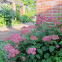 Hydrangea arborescens 'Invincibelle'