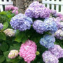 Hydrangea macrophylla 'Bouquet Rose'