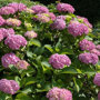Hydrangea macrophylla 'Bouquet Rose'