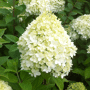 Hydrangea Paniculata 'Limelight'