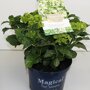 Hydrangea macrophylla 'Magical Noblesse'