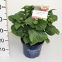 Hydrangea macrophylla 'Magical Amethyst'