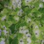 Hydrangea macrophylla 'Magical Noblesse'