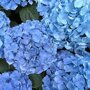 Boerenhortensia blauw
