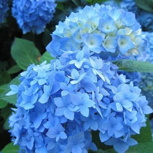 Boerenhortensia blauw