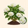 Boerenhortensia wit