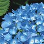 Boerenhortensia blauw