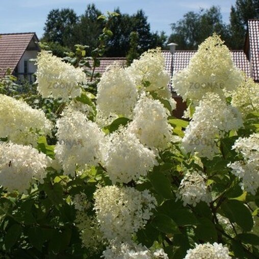 Hydrangea paniculata 'Grandiflora'