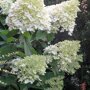 Hydrangea paniculata 'Grandiflora'
