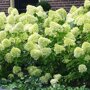 Hydrangea paniculata 'Limelight'