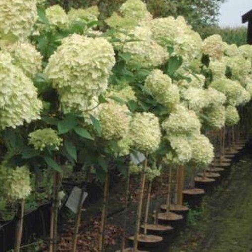 Hydrangea Paniculata 'Limelight'