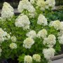 Hydrangea paniculata 'Limelight'