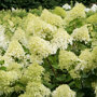Hydrangea paniculata 'Limelight'