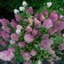 Hydrangea paniculata Sundae Fraise ®