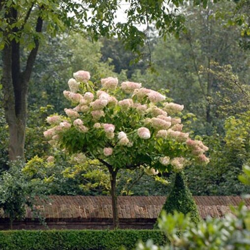Hortensia op stam (Hydrangea paniculata 'Vanille-Fraise')