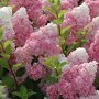 Hortensia op stam (Hydrangea paniculata 'Vanille-Fraise')