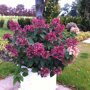 Hydrangea paniculata 'Wim´s Red' ®