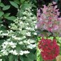 Hydrangea paniculata 'Wim´s Red' ®