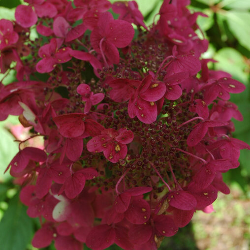 Hydrangea paniculata 'Wim´s Red' ®