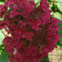 Hydrangea paniculata 'Wim´s Red' ®