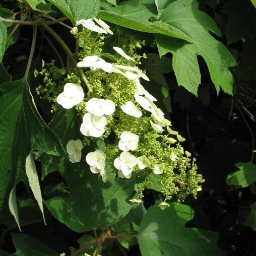 Hydrangea quercifolia