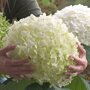Hydrangea 'Strong Annabelle'
