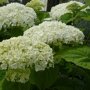 Hydrangea arborescens 'Incrediball'