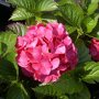 boerenhortensia rood