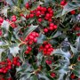 Ilex aquifolium 'Alaska'