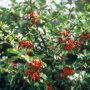 Hulsthaag (Ilex aquifolium) close up
