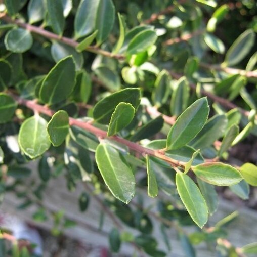Ilex crenata 'Caroline Upright'