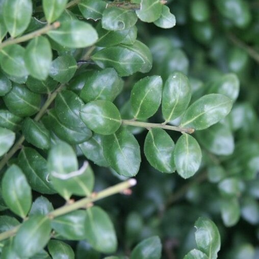 Ilex crenata 'Convexa'