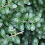Ilex crenata 'Convexa'