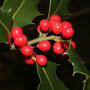 Hulsthaag (Ilex aquifolium) close up