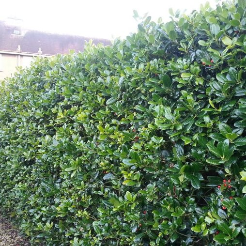 Hulsthaag (Ilex aquifolium) haag