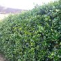 Hulsthaag (Ilex aquifolium) haag