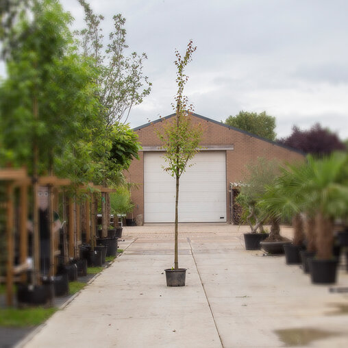 Katsura boom (Cercidiphyllum japonicum)