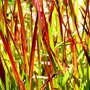 Imperata cylindrica 'Red Baron'
