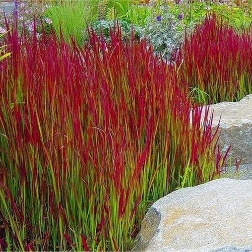 Imperata cylindrica 'Red Baron'