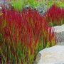 Imperata cylindrica 'Red Baron'
