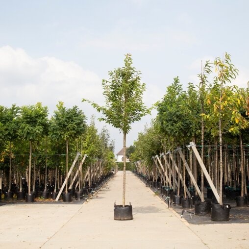 japanse-sierkers-18-20-cm-5-6-meter