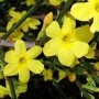 Winterjasmijn Jasminum nudiflorum