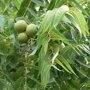 Zwarte walnotenboom (Juglans nigra)
