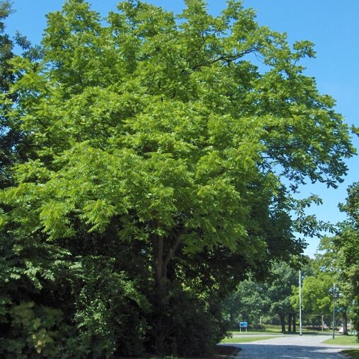 Zwarte walnotenboom (Juglans nigra)