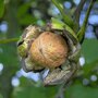 Walnotenboom (Juglans regia)