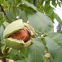 Walnotenboom 'Broadview' (Juglans regia ‘Broadview’)