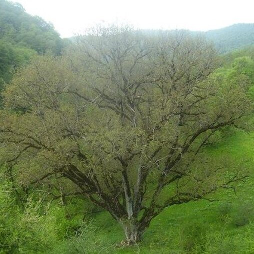 Walnotenboom 'Broadview' (Juglans regia ‘Broadview’)