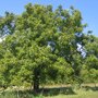 Walnotenboom (Juglans regia)