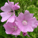 Kaasjeskruid roze